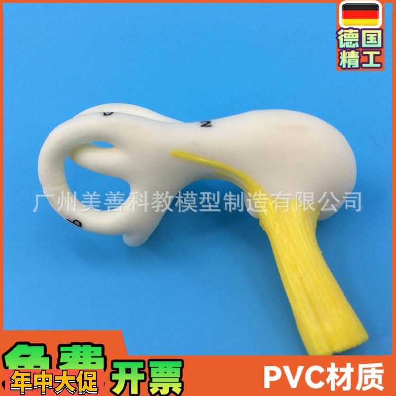 人体耳朵半规管耳蜗半规管解剖模型内耳耳模型耳迷路模型