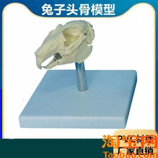 兔子骨骼模型仿真标本生物课w教学仪器内脏可拆卸皮肤解剖兔子结