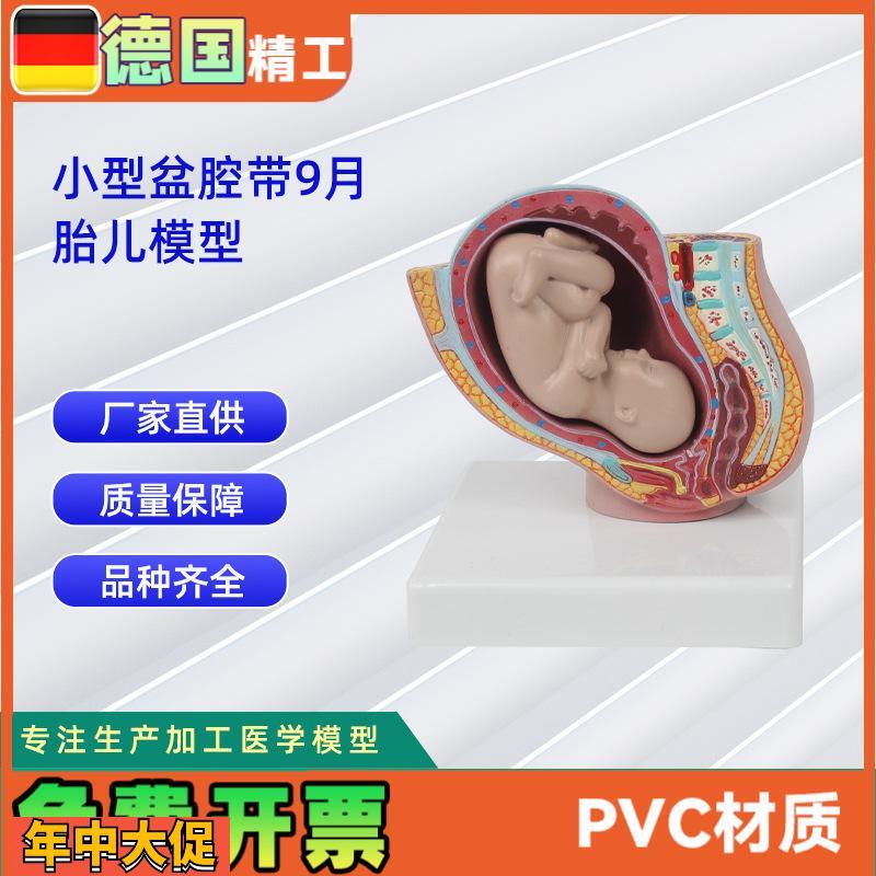 小型妊娠盆腔带婴儿模型女性盆腔附足月胎儿模型教学讲解