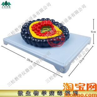 微生物学病毒模型冠状病毒初中生H物教具小学科学教学仪器