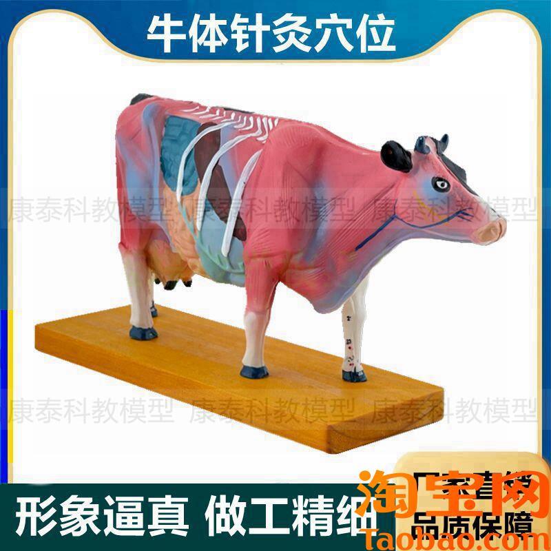 牛体针灸穴位仿真塑胶畜牧兽医解剖内脏家禽O狗猫猪动物犬体狗模