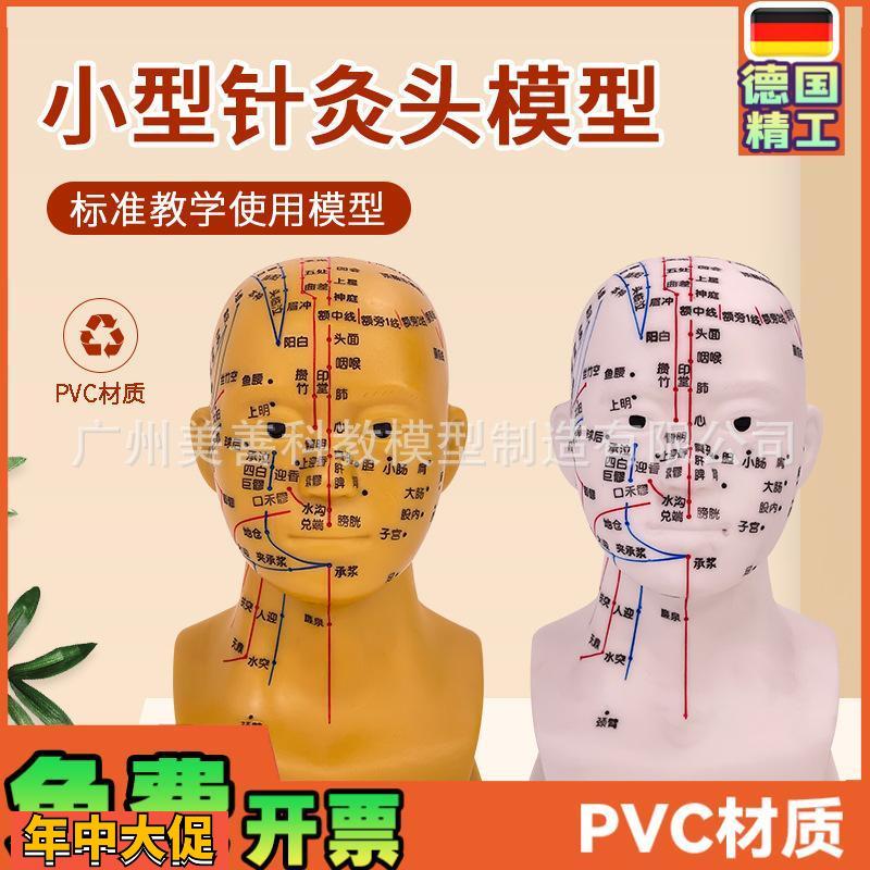 头部针灸穴位模型人体头部针灸模型20CM小型头部四功能针灸模型