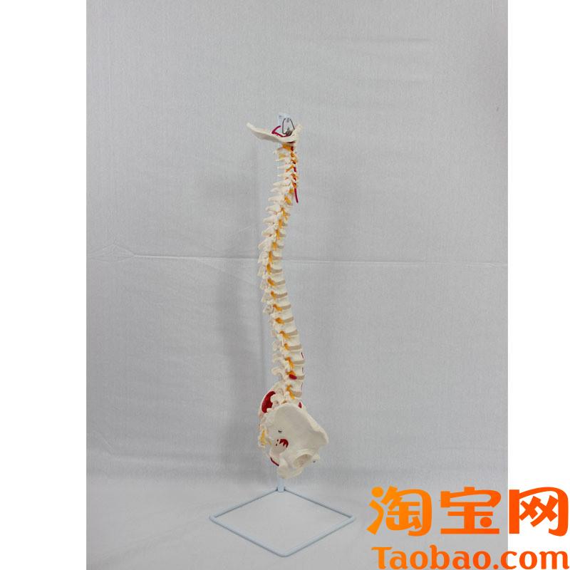 原装适用附肌肉起止点自然大脊椎带枕骨和骨盆附血管和神经模型