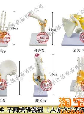 Z3903不同关k节模型小学科学六大功能关节模型教学仪器肘关节