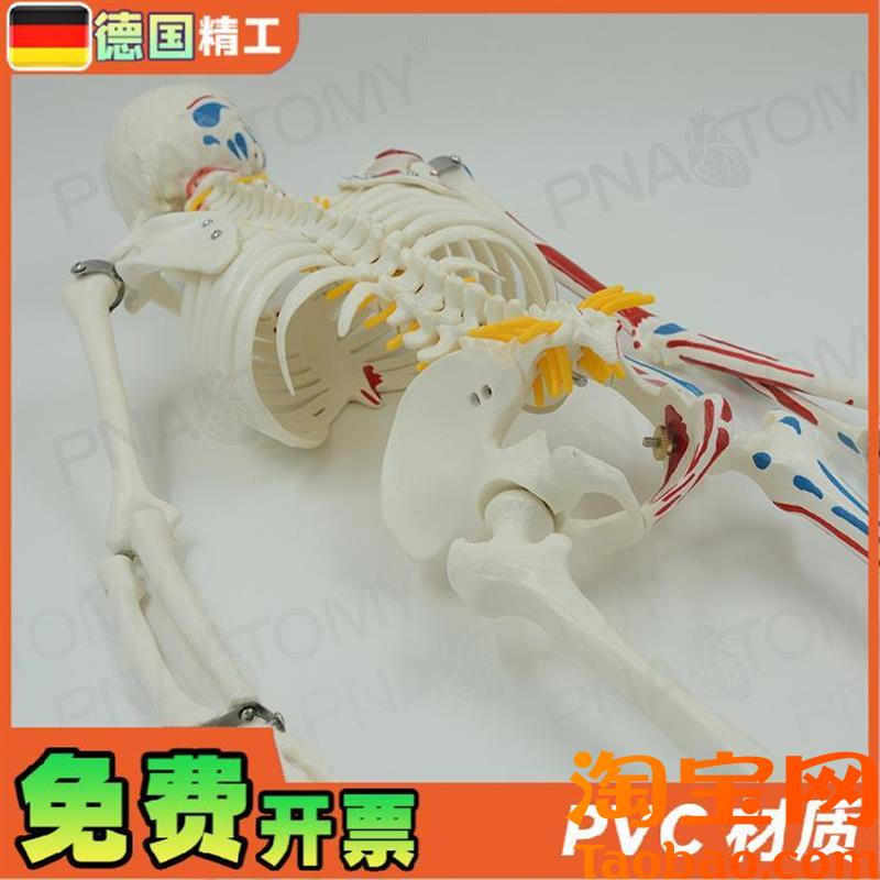 原装适用德国】85cm全身人体骨骼模型可拆卸可活动肌肉着色脊神经
