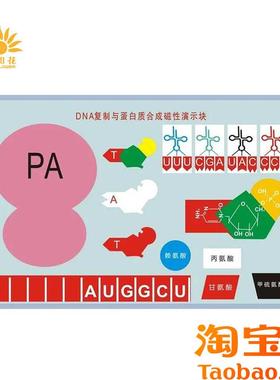 DNA复制与蛋白质合成磁性演w示块J3230磁板生物实验器材教学仪器