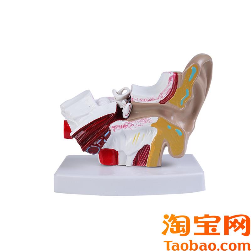 原装适用耳解剖模型人体耳朵模型3倍放大中耳模型人体器官解剖助