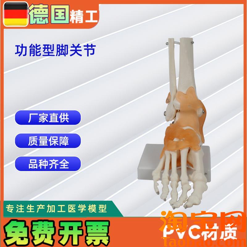 功能型脚关节模型人体D关节模型教学模型脚骨
