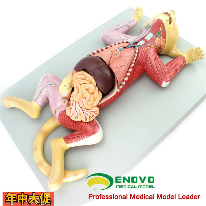 ENOVO颐诺猫解剖模型宠物器官内脏肌肉神经猫的解剖结构生理习性