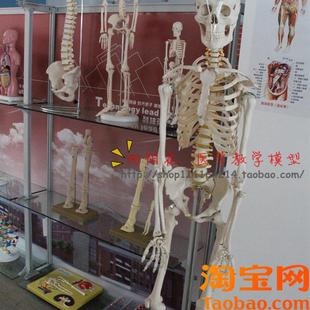 向阳花正品 美术医用艺用170cm人体骨骼模型骨架Y标本厂家直销