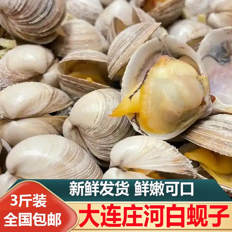 大连海鲜新鲜鲜活庄河白蚬子白蛤蜊白甲涮锅火锅海鲜食材3斤装