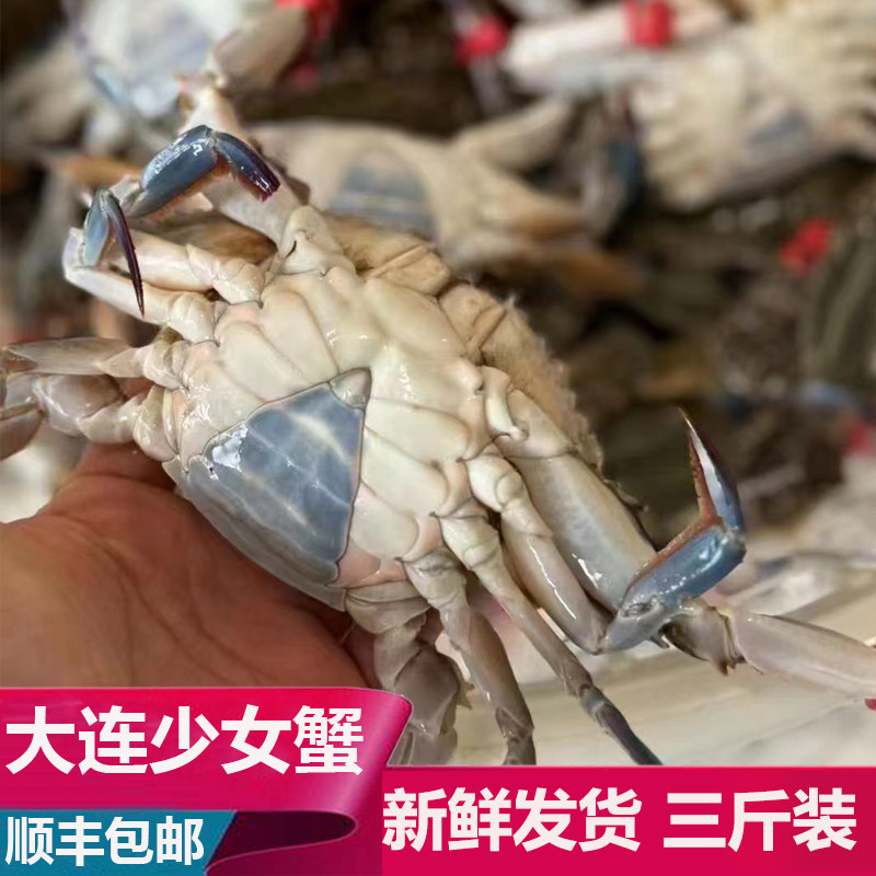 保鲜不保活/非冻蟹大连海鲜新鲜飞蟹少女蟹二母蟹梭子蟹小娘蟹3斤