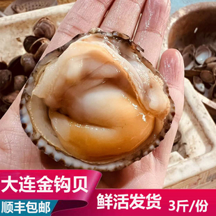 大连海鲜海货新鲜鲜活石垣贝黄鸟贝蛤蜊鸟蛤白玉翠贝金钩大鸟贝肉