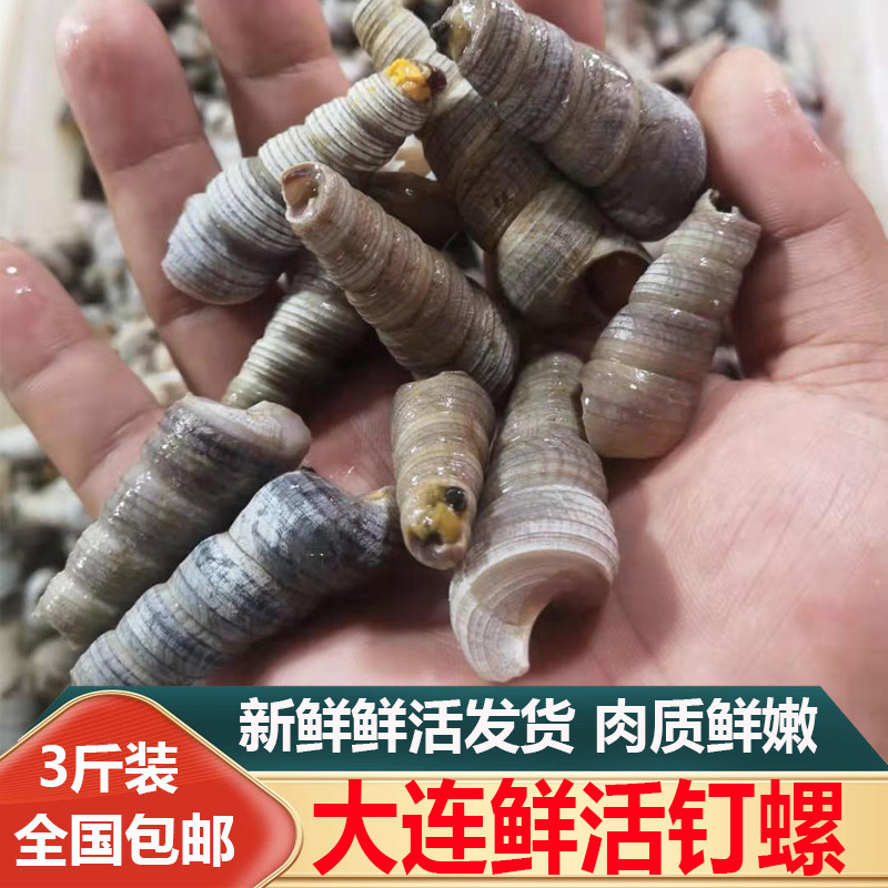 大连海鲜海捕新鲜活大个去尾钉螺棒槌螺海螺丝尖螺海锥螺丁螺3斤