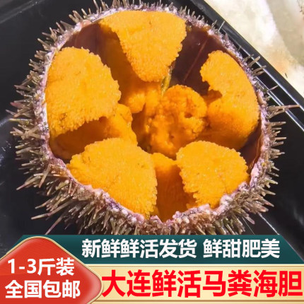 大连鲜活海胆新鲜马粪胆海胆日料刺身料理食材1-3斤装顺丰空运