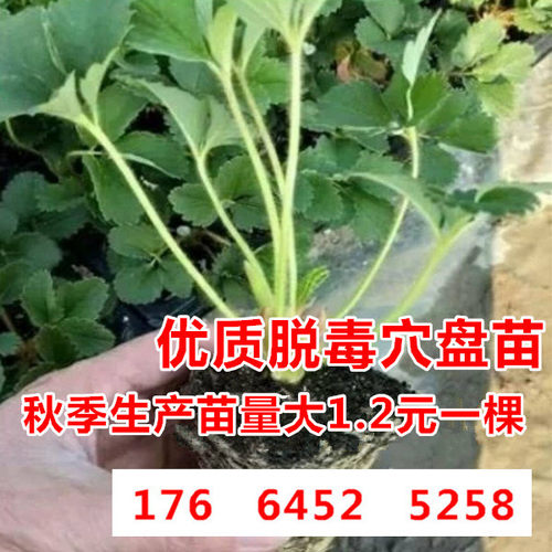 草莓组培原种脱毒一代二代穴盘苗四季红颜奶油隋珠雪里香圣诞红
