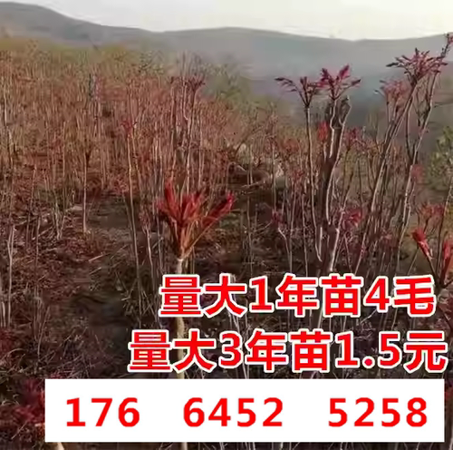 泰山红油香椿苗果树苗可盆栽地栽当年可食用大棚矮化红芽香椿树苗