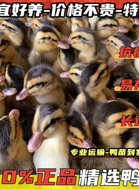 鸭子活苗高产蛋麻鸭苗活体大种青头鸭绿头鸭旱鸭水鸭小鸭子宠物鸭