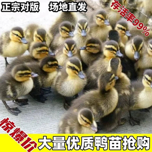 高产蛋鸭子活苗麻鸭苗活体大种青头鸭绿头鸭旱鸭水鸭小鸭子宠物鸭