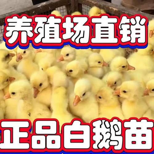 (6只装)四季白鹅农村散养快大浙东白鹅五龙鹅皖西鹅【宠物鸭】2