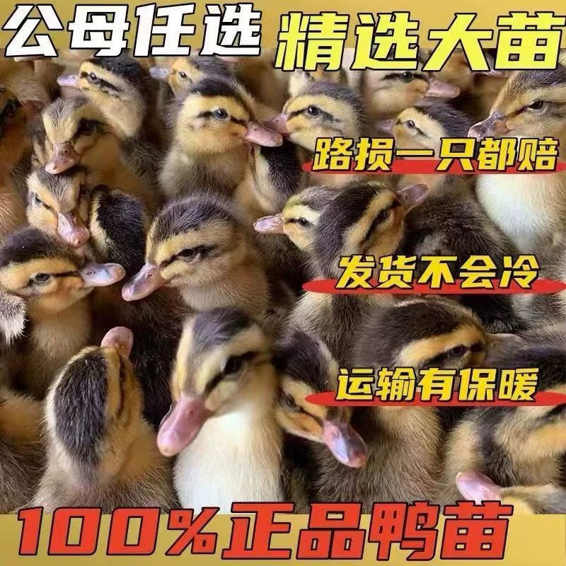(10只装)麻鸭大种番鸭青头鸭水鸭旱鸭肉鸭土鸭【宠物鸭】