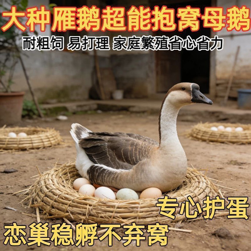 （6只装）正宗纯种大种灰鹅看家鹅特大观赏鹅农家散养【宠物鸭】8