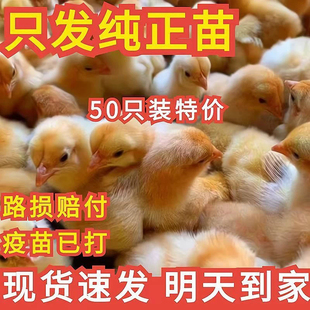 出壳五黑鸡青脚麻鸡土鸡三黄鸡九斤红快大肉鸡幼苗小鸡苗批发宠物