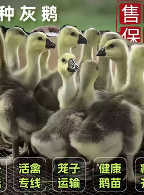 15只装大种灰鹅活苗纯种雁鹅黑棕马岗鹅广东朗德鹅活苗看家宠物鹅