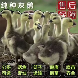 15只装 大种灰鹅活苗纯种雁鹅黑棕马岗鹅广东朗德鹅活苗看家宠物鹅