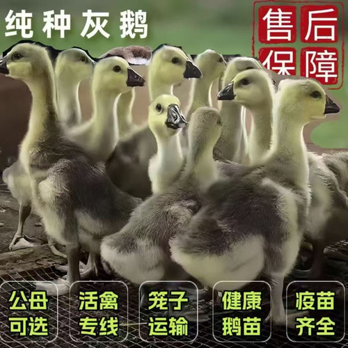15只装大种灰鹅活苗纯种雁鹅黑棕马岗鹅广东朗德鹅活苗看家宠物鹅