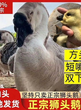 汕头澄海狮头鹅苗正宗狮头鹅苗特大纯种正宗狮头鹅活苗狮子宠物鹅