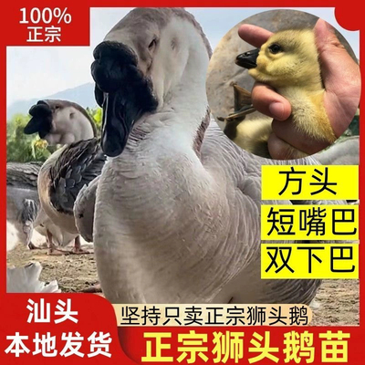 汕头澄海狮头鹅苗正宗狮头鹅苗特大纯种正宗狮头鹅活苗狮子宠物鹅