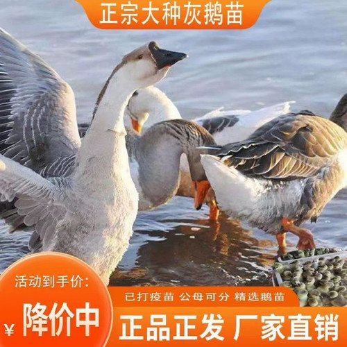 （6只装）正宗纯种大种灰鹅看家鹅特大观赏鹅农家散养【宠物鸭】3