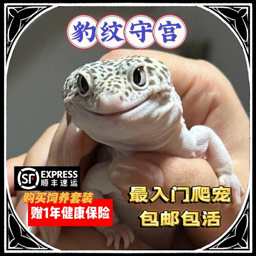 守宫壁虎桌面宠物时尚爬宠新哥特