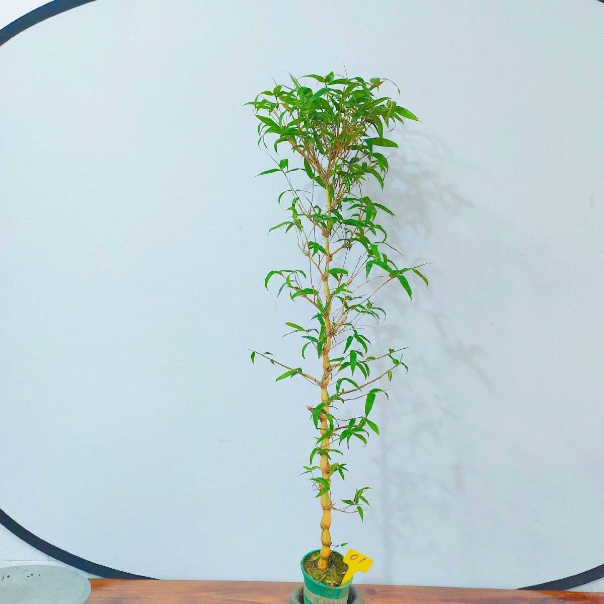 佛肚竹盆栽佛竹罗汉竹矮化竹苗盆景葫芦阳台室内观赏绿植竹子苗