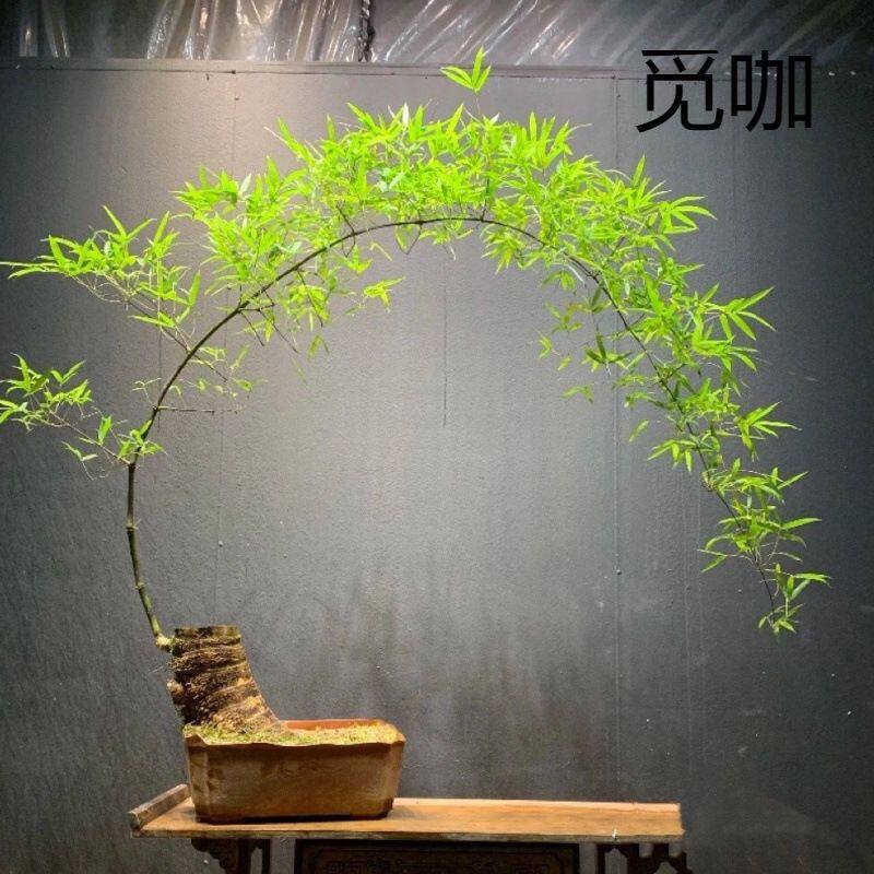 小叶簕竹室内办公室桌面绿植花卉易活好养客厅懒人小盆栽上档次猫