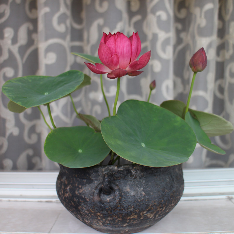 碗莲 醉湘云 中型可微 观赏荷花