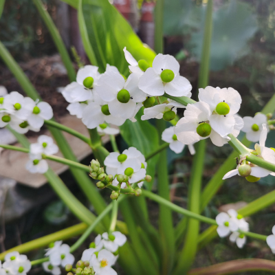 （公版）泰国重瓣花茨菇单瓣慈姑茨姑慈菇四季开花水培植物