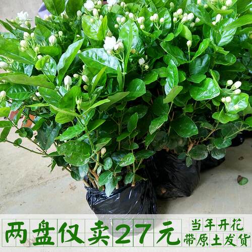 何花盆栽价格 何花盆栽图片 星期三