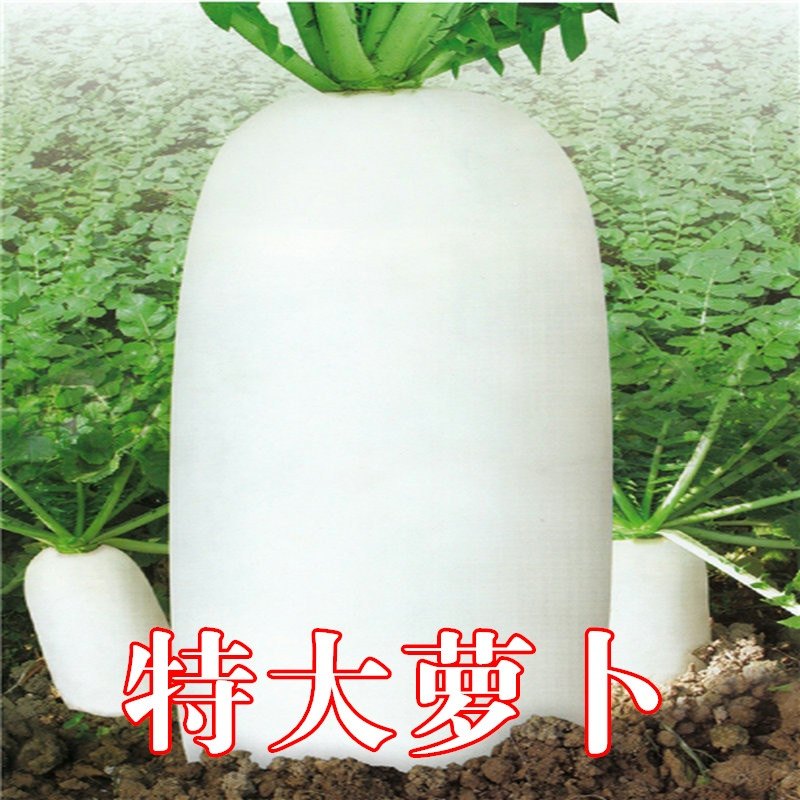 特大萝卜种籽四季播白萝卜孑九斤王大全农家水果白菜种子秋季蔬菜,农用物资,育苗/栽培基质,淘宝优惠券,粉丝福利购,淘宝优惠卷