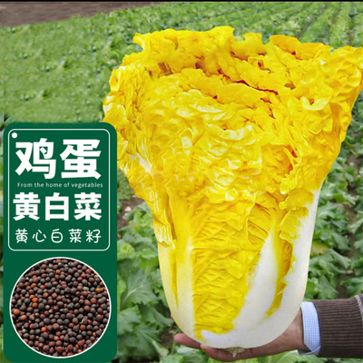 特大奶油鸡蛋黄白菜种子黄心快菜好吃高产蔬菜种籽早熟耐热白菜籽