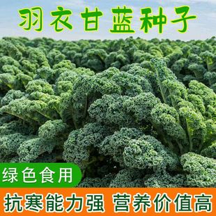 羽衣甘蓝种子羽叶甘蓝种籽孑食用秋冬季紫色耐寒四季盆栽蔬菜种