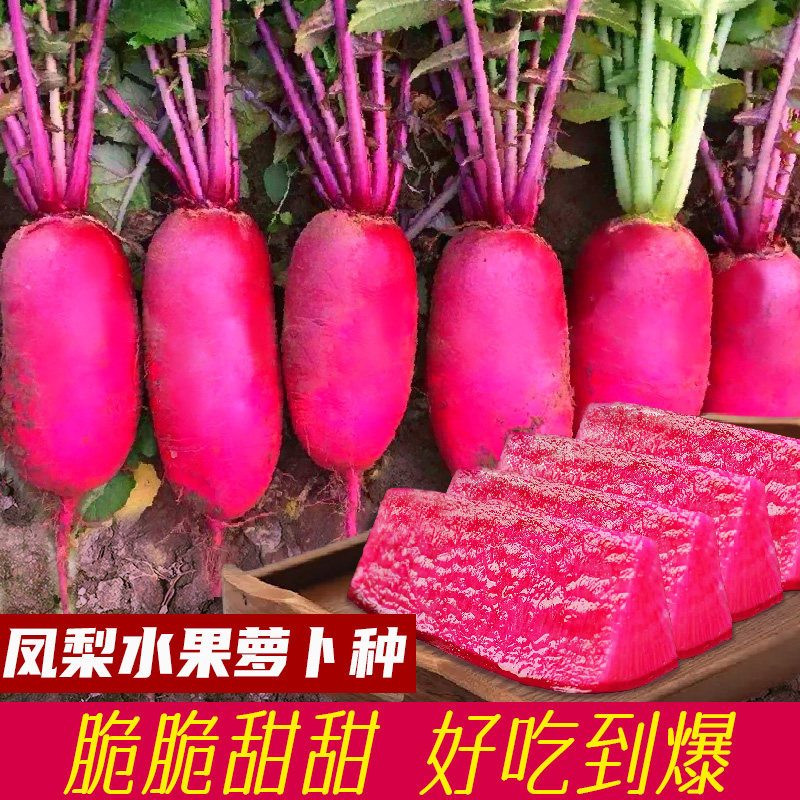 紫美人凤梨水果萝卜种子红心籽种甜脆型大全种籽孑子红皮风梨罗卜,农用物资,育苗/栽培基质,淘宝优惠券,粉丝福利购,淘宝优惠卷