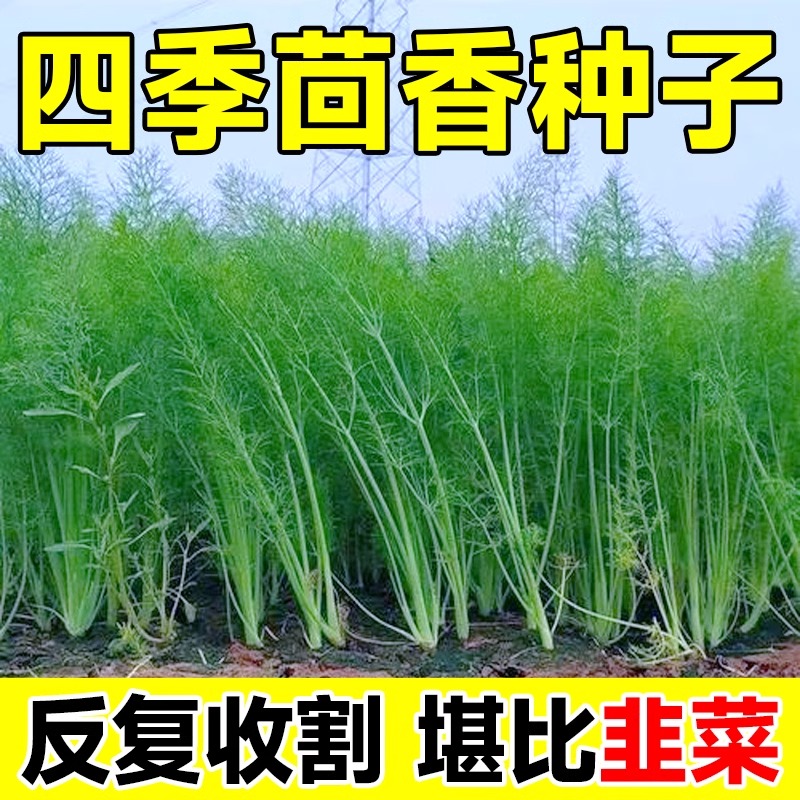 茴香种子种籽苗孑小茴香菜秧苗阳台四季春秋菜种盆栽籽种蔬菜菜籽