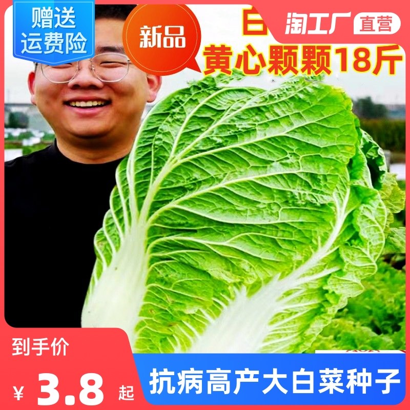 大白菜种子白菜籽蔬菜山东白菜种孑春秋播蔬菜种子大全罗卜芥蓝,农用物资,育苗/栽培基质,淘宝优惠券,粉丝福利购,淘宝优惠卷
