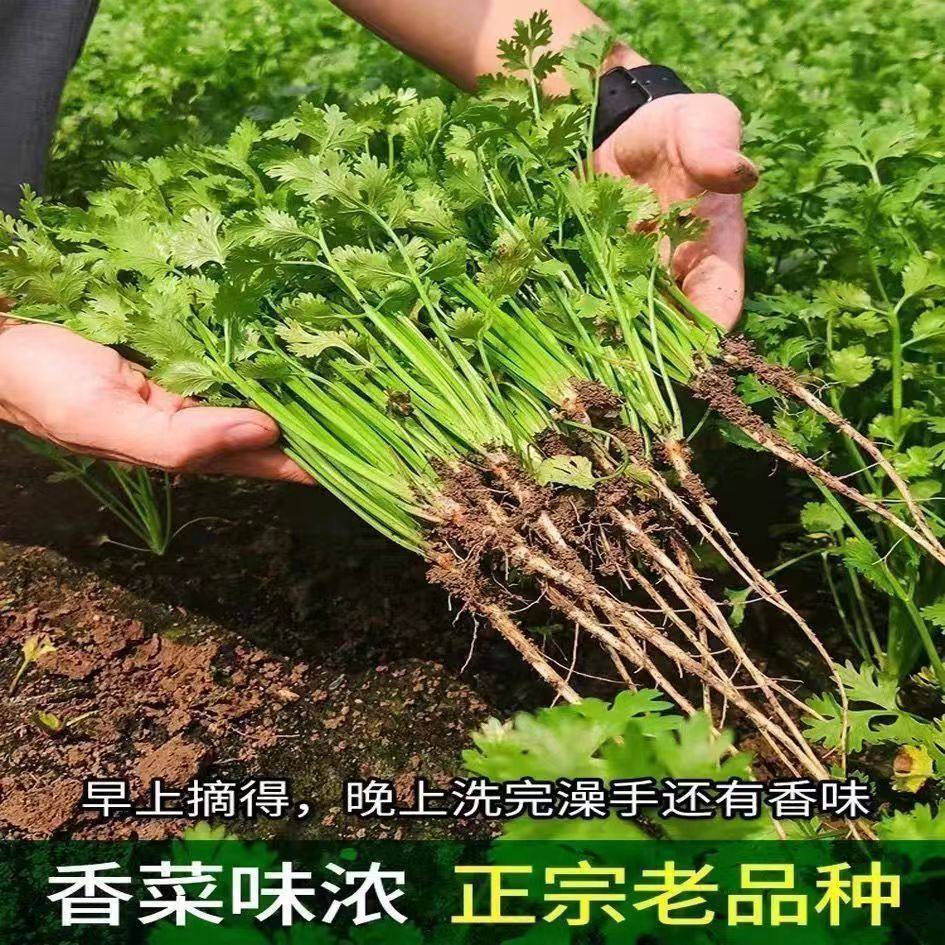 老品种四季香菜种子耐热阳台盆栽秋季蔬菜种籽大全农家各种菜子种,农用物资,育苗/栽培基质,淘宝优惠券,粉丝福利购,淘宝优惠卷