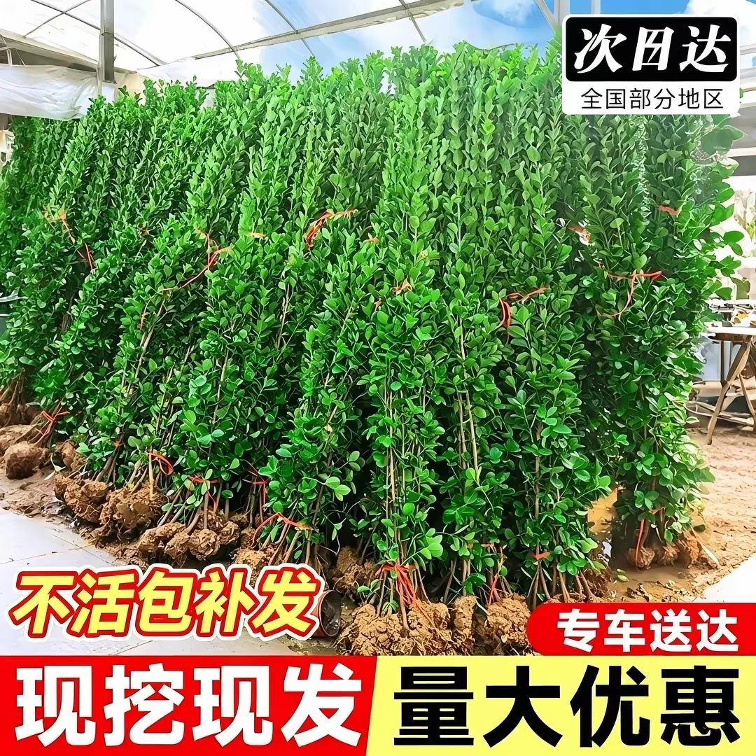 北海道黄杨苗直立冬青树苗大叶黄杨四季常青耐寒庭院围墙绿篱笆墙