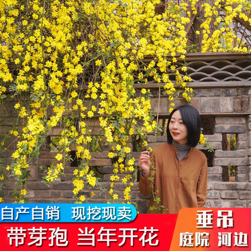 迎春花树苗庭院绿化爬藤植物黄色小叶迎春花树苗四季常青耐寒