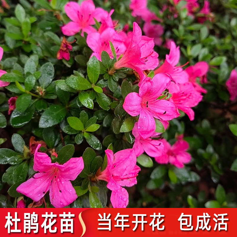 皋月杜鹃苗杜鹃花树苗紫娟夏鹃花球别墅庭院地栽耐寒四季常青绿化