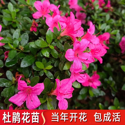 皋月杜鹃苗杜鹃花树苗紫娟夏鹃花球别墅庭院地栽耐寒四季常青绿化